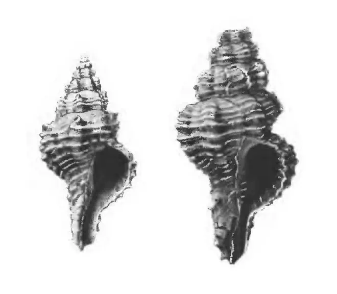 Specimen of Calotrophon fusinoides figured by Gardner (1947, pl. 52, fig. 39 and 42); 14 mm and 36.7 mm in length, respectively.