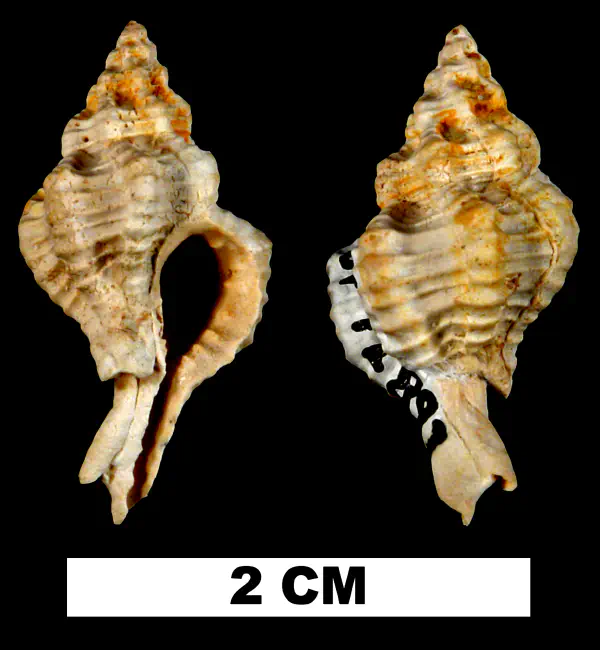 Calotrophon laccopoia