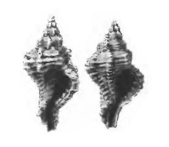 Specimen of Panamurex laccopoia figured by Gardner (1947, pl. 52, fig. 40 and 41); 9.8 mm and 18 mm in length, respectively.
