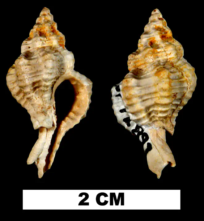 Calotrophon laccopoia from the Early Miocene Chipola Fm. of Calhoun County, Florida (UF 72897).