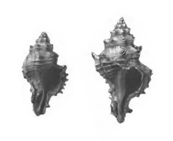 Specimen of Panamurex lychnia figured by Gardner (1947, pl. 53, fig. 12 and 13); 25.5 mm and 16.9 mm in length, respectively.