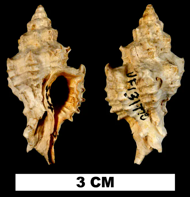 Calotrophon lychnia from the Early Miocene Chipola Fm. of Calhoun County, Florida (UF 131770).