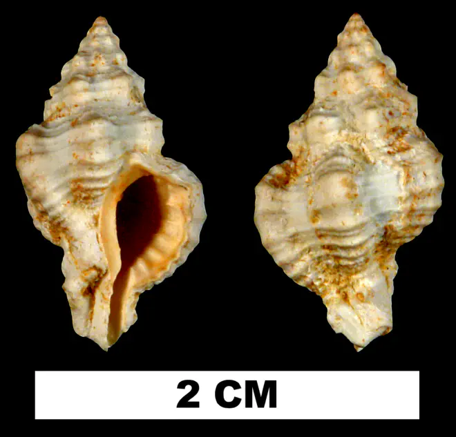 Calotrophon mauryae from the Early Miocene Chipola Fm. of Calhoun County, Florida (UF 132385).