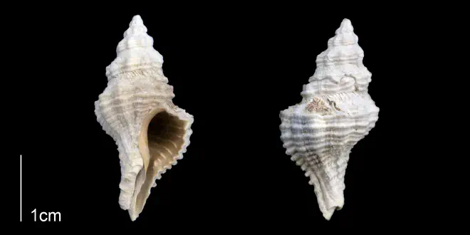 Calotrophon ostrearum from the Late Pleistocene Tamiami Fm. (Pinecrest Beds) of Sarasota County, Florida (PRI 70261).