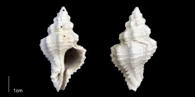 Calotrophon ostrearum from the Late Pleistocene Tamiami Fm. (Pinecrest Beds) of Sarasota County, Florida (PRI 70289).