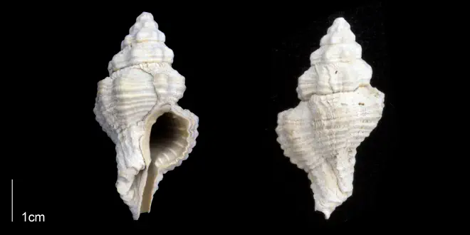 Calotrophon ostrearum from the Late Pleistocene Tamiami Fm. (Pinecrest Beds) of Sarasota County, Florida (PRI 70292).