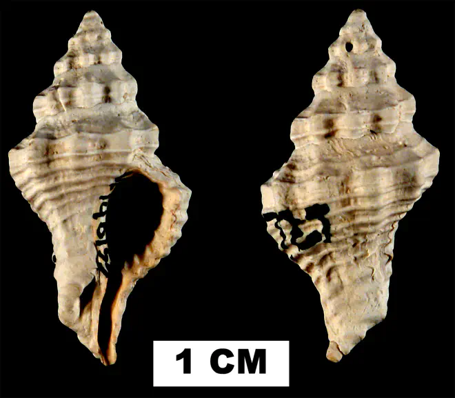 Calotrophon ostrearum from the Middle Pleistocene Bermont Fm. of Palm Beach County, Florida (UF 140153).