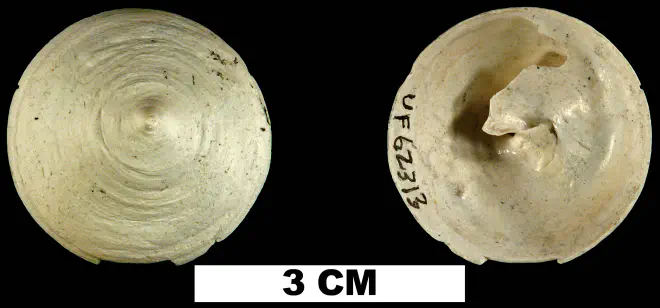Calyptraea centralis from the Late Pliocene Tamiami Fm. (Pinecrest Beds) of Okeechobee County, Florida (UF 62313).