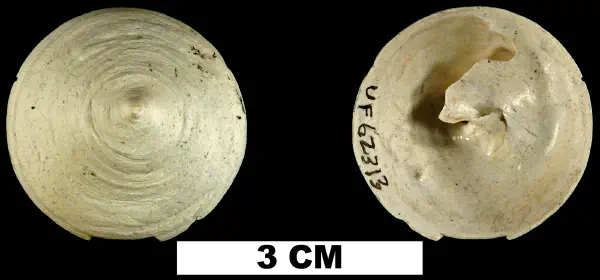 Calyptraea centralis