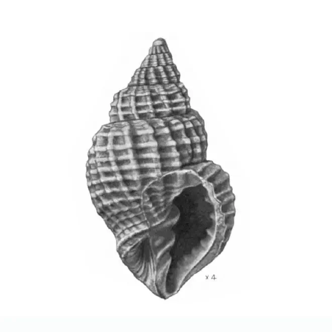 Specimen of Cancellaria aldrichi figured by Gardner (1937, pl. 45, fig. 2); 18.7 mm in length.