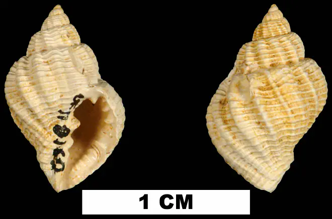 Cancellaria aldrichi from the Early Miocene Chipola Fm. of Calhoun County, Florida (UF 118160).