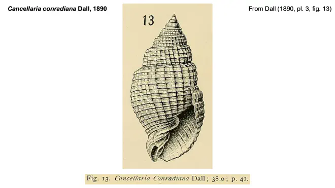 Illustration of Cancellaria conradiana