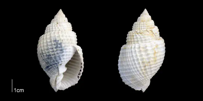 Photograph of a specimen of Cancellaria conradiana