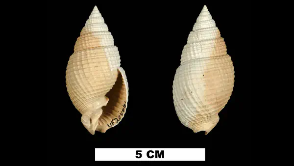 Cancellaria conradiana