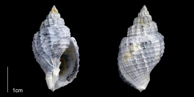 Cancellaria plagiostoma from the Late Pleistocene Tamiami Fm. (Pinecrest Beds) of Sarasota County, Florida (PRI 70087).