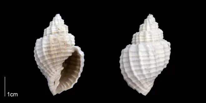 Cancellaria plagiostoma from the Late Pleistocene Tamiami Fm. (Pinecrest Beds) of Sarasota County, Florida (PRI 70259).