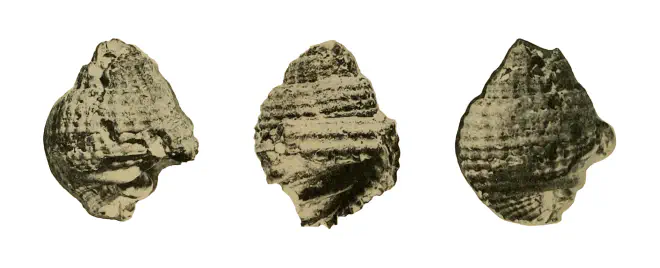 Specimen of Cancellaria reticulata figured by Weisbord (1962, pl. 40, fig. 9, 10, and 11).