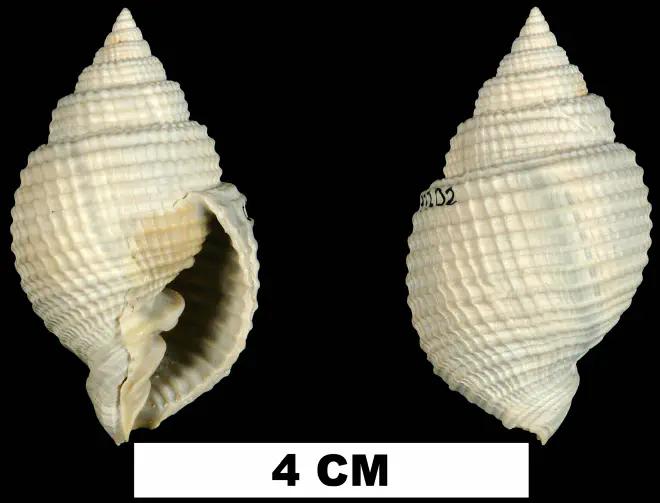 Cancellaria reticulata from the Middle Pleistocene Bermont Fm. of Palm Beach County, Florida (UF 243202).