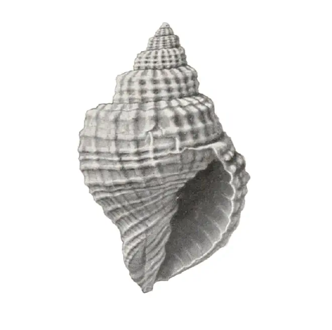Specimen of Cancellaria tabulata figured by Gardner and Aldrich (1919, pl. 1, fig. 9).