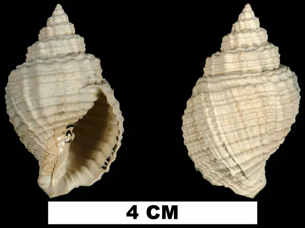 Cancellaria tabulata