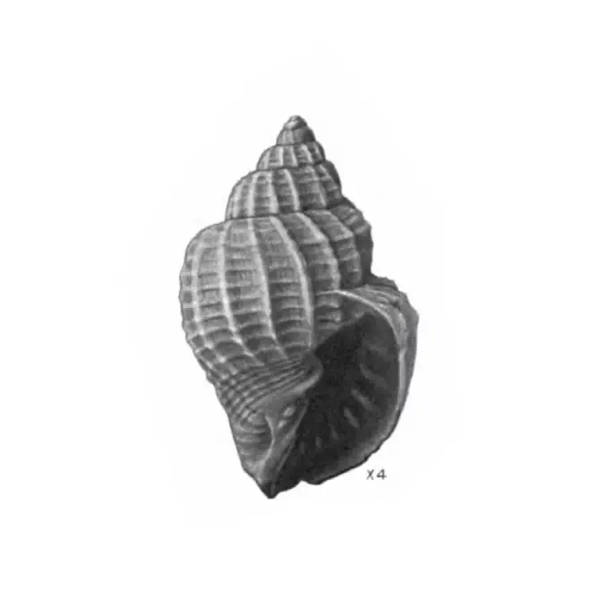 Specimen of Cancellaria waltoniana figured by Gardner (1937, pl. 44, fig. 5); 14.0 mm in length.