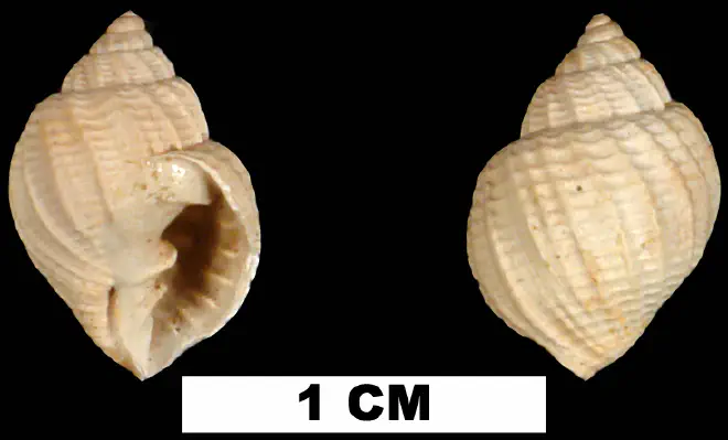 Cancellaria waltoniana from the Middle Miocene Shoal River Fm. of Walton County, Florida (UF 76210).