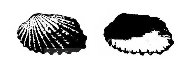Specimen of Carditamera apotegea figured by Gardner (1926, pl. 17, fig. 1 and 2); 40.0 mm and 41.0 mm in length, respectively.