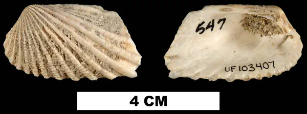 Carditamera apotegea