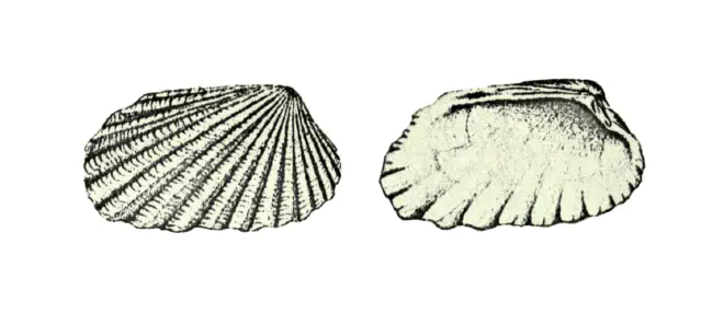 Specimen of Carditamera arata figured by Conrad (1832, pl. 5, fig. 1).