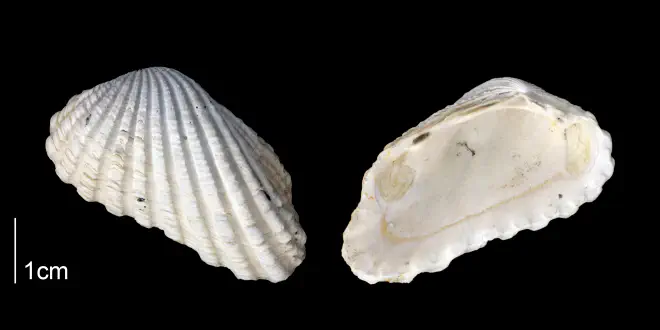 Carditamera arata from the Late Plicoene Tamiami Fm. (Pinecrest Beds) of Sarasota County, Florida (PRI 70174).