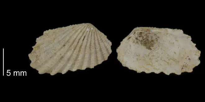 Carditamera arata from the Early Pleistocene James City Fm. of Beaufort County, North Carolina (PRI 70504).