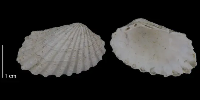 Carditamera arata from the Early Pleistocene James City Fm. of Beaufort County, North Carolina (PRI 70522).
