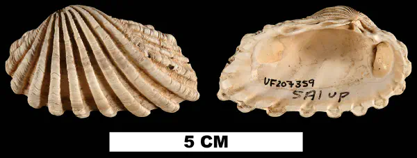 Carditamera arata