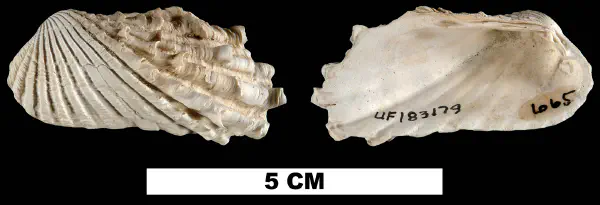 Carditamera dasytes