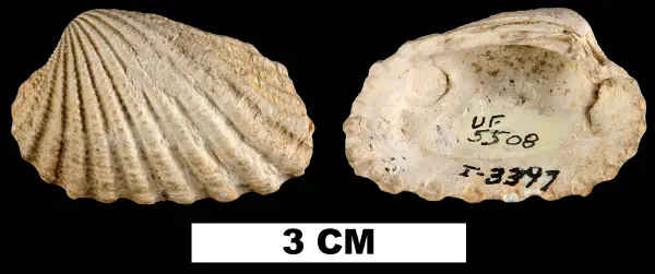Carditamera floridana