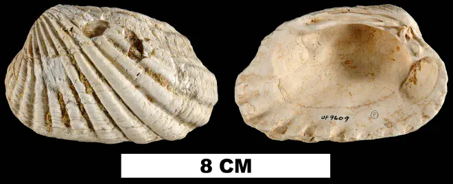 Carditamera tamiamiensis from the Plio-Pleistocene (formation unknown) of Sarasota County, Florida (UF 9609).