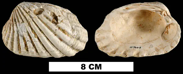 Carditamera tamiamiensis