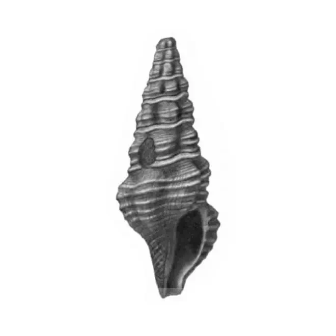 Specimen of Carinodrillia cymatoides figured by Gardner (1938, pl. 40, fig. 1); 16.0 mm in length.