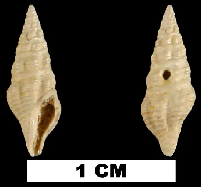 Carinodrillia cymatoides from the Early Miocene Chipola Fm. of Calhoun County, Florida (UF 94243).