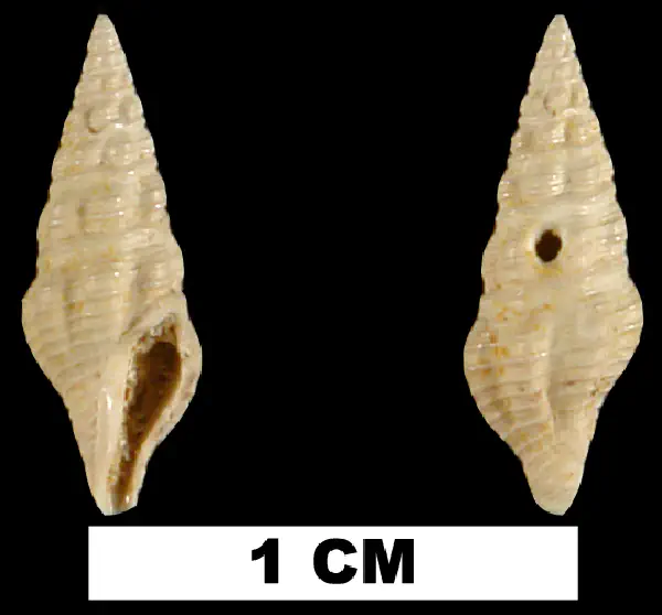 Carinodrillia cymatoides