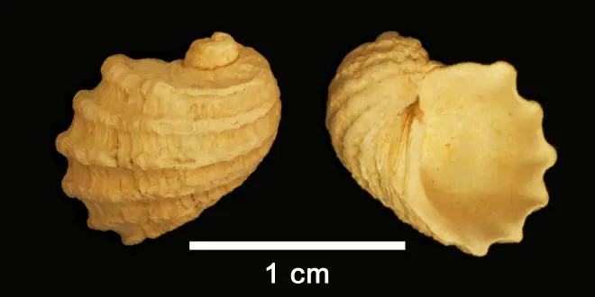 Fossarus lyra from the Pliocene Yorktown Fm. (Sunken Meadow Member) of Frederick County, Virginia (SDSM 109767).