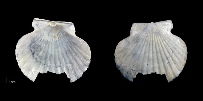 Carolinapecten eboreus from the Late Plicoene Tamiami Fm. (Pinecrest Beds) of Sarasota County, Florida (PRI 70122).