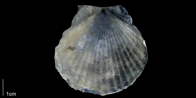 Carolinapecten eboreus from the Late Plicoene Tamiami Fm. (Pinecrest Beds) of Sarasota County, Florida (PRI 70126).