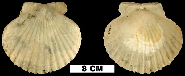 Carolinapecten eboreus
