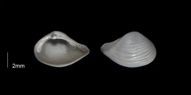 Caryocorbula auroraensis from the Early Pleistocene Waccamaw Fm. of Brunswick County, North Carolina (PRI 70393-2).