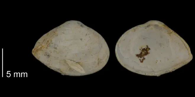 Caryocorbula auroraensis from the Early Pleistocene James City Fm. of Beaufort County, North Carolina (PRI 70503).