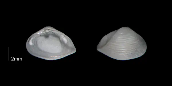 Caryocorbula auroraensis
