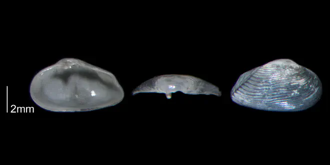 Caryocorbula contracta from the Early Pleistocene Waccamaw Fm. of Brunswick County, North Carolina (PRI 70401).
