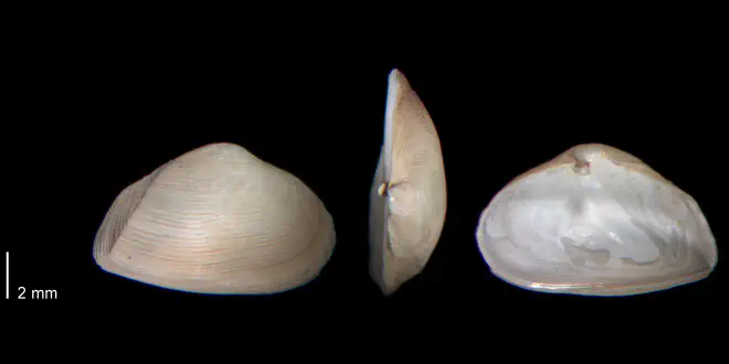 Caryocorbula contracta from the Early Pleistocene James City Fm. of Beaufort County, North Carolina (PRI 70477).