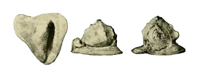 Specimen of Cassis delta figured by Parker (1948, pl. 6, fig. 1, 1a, and 1b).